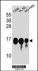 HIST1H2B Antibody (Center) (Cat. #AP10727c) western blot analysis in CEM,HL-60,NCI-H460 cell line lysates (35ug/lane).This demonstrates the HIST1H2B antibody detected the HIST1H2B protein (arrow).