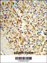 Formalin-fixed and paraffin-embedded human spleen tissue reacted with PCAT1 Antibody (C-term), which was peroxidase-conjugated to the secondary antibody, followed by DAB staining. This data demonstrates the use of this antibody for immunohistochemistry; clinical relevance has not been evaluated.