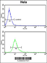 PCAT1 Antibody (C-term) (Cat. #AP9310b) flow cytometry analysis of Hela cells (bottom histogram) compared to a negative control cell (top histogram).FITC-conjugated goat-anti-rabbit secondary antibodies were used for the analysis.