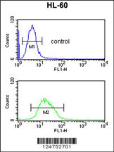 RNH2C Antibody (Center) (Cat. #AP9303c) flow cytometric analysis of HL-60 cells (bottom histogram) compared to a negative control cell (top histogram).FITC-conjugated goat-anti-rabbit secondary antibodies were used for the analysis.