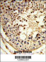 Formalin-fixed and paraffin-embedded human testis tissue reacted with ARGLU1 Antibody (N-term), which was peroxidase-conjugated to the secondary antibody, followed by DAB staining. This data demonstrates the use of this antibody for immunohistochemistry; clinical relevance has not been evaluated.