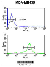 C19orf26 Antibody (Center) (Cat. #AP9274c) flow cytometric analysis of MDA-MB435 cells (bottom histogram) compared to a negative control cell (top histogram).FITC-conjugated goat-anti-rabbit secondary antibodies were used for the analysis.