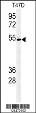 Western blot analysis of KTEL1 Antibody (C-term) (Cat. #AP9678b) in T47D cell line lysates (35ug/lane). KTEL1 (arrow) was detected using the purified Pab.