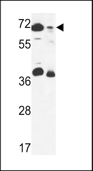 ERF3B Antibody (Center) (Cat. #AP9663c) western blot analysis in 293 cell line and mouse stomach tissue lysates (35ug/lane).This demonstrates the ERF3B antibody detected the ERF3B protein (arrow).