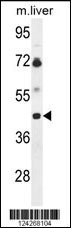 Western blot analysis of B3GNT5 Antibody (Center) (Cat. #AP9649c) in mouse liver tissue lysates (35ug/lane). B3GNT5 (arrow) was detected using the purified Pab.