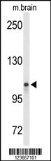 Western blot analysis of LONP2 Antibody (N-term) (Cat. #AP9625a) in mouse brain tissue lysates (35ug/lane). LONP2 (arrow) was detected using the purified Pab.