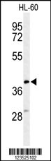 Western blot analysis of CYTB Antibody (Center) (Cat. #AP9621c) in HL-60 cell line lysates (35ug/lane). CYTB (arrow) was detected using the purified Pab.