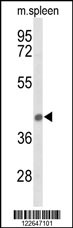 Western blot analysis of PEX12 Antibody (Center) (Cat. #AP9604c) in mouse spleen tissue lysates (35ug/lane). PEX12 (arrow) was detected using the purified Pab.