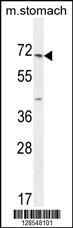 ESCO2 Antibody (Center) (Cat. #AP10717c) western blot analysis in mouse stomach tissue lysates (35ug/lane).This demonstrates the ESCO2 antibody detected the ESCO2 protein (arrow).