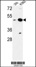 NUPL2 Antibody (N-term) (Cat. #AP9566c) western blot analysis in 293,K562 cell line lysates (35ug/lane).This demonstrates the NUPL2 antibody detected the NUPL2 protein (arrow).