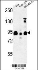 SGIP1 Antibody (N-term) (Cat. #AP9556b) western blot analysis in CHO,MDA-MB231, mouse NIH-3T3 cell line lysates (35ug/lane).This demonstrates the SGIP1 antibody detected the SGIP1 protein (arrow).