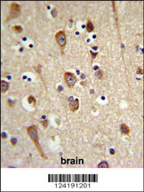 LUC7L2 Antibody (C-term) (Cat. #AP9549a) IHC analysis in formalin fixed and paraffin embedded brain tissue followed by peroxidase conjugation of the secondary antibody and DAB staining. This data demonstrates the use of the LUC7L2 Antibody (C-term) for immunohistochemistry. Clinical relevance has not been evaluated.