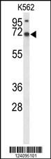 Western blot analysis of LRRC4 Antibody (C-term) (Cat. #AP9530b) in K562 cell line lysates (35ug/lane). LRRC4 (arrow) was detected using the purified Pab.