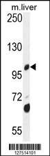 DHTKD1 Antibody (Center) (Cat. #AP10715c) western blot analysis in mouse liver tissue lysates (35ug/lane).This demonstrates the DHTKD1 antibody detected the DHTKD1 protein (arrow).