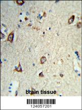 Formalin-fixed and paraffin-embedded human brain tissue reacted with HS3ST2 Antibody (C-term), which was peroxidase-conjugated to the secondary antibody, followed by DAB staining. This data demonstrates the use of this antibody for immunohistochemistry; clinical relevance has not been evaluated.