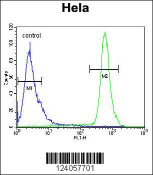 HS3ST2 Antibody (C-term) (Cat. #AP9513b) flow cytometric analysis of Hela cells (right histogram) compared to a negative control cell (left histogram).FITC-conjugated goat-anti-rabbit secondary antibodies were used for the analysis.