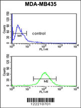NARFL Antibody (Center) (Cat. #AP9824c) flow cytometric analysis of MDA-MB435 cells (bottom histogram) compared to a negative control cell (top histogram).FITC-conjugated goat-anti-rabbit secondary antibodies were used for the analysis.