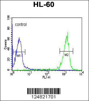 PATL1 Antibody (C-term) (Cat. #AP9796b) flow cytometric analysis of HL-60 cells (right histogram) compared to a negative control cell (left histogram).FITC-conjugated goat-anti-rabbit secondary antibodies were used for the analysis.