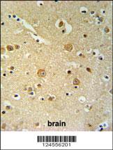 PKHH2 Antibody (C-term) (Cat. #AP9773b) IHC analysis in formalin fixed and paraffin embedded brain tissue followed by peroxidase conjugation of the secondary antibody and DAB staining. This data demonstrates the use of the APKHH2 Antibody (C-term) for immunohistochemistry. Clinical relevance has not been evaluated.