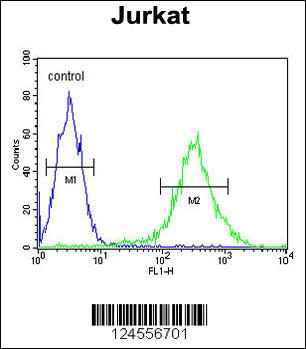 PKHH2 Antibody (C-term) (Cat. #AP9773b) flow cytometric analysis of Jurkat cells (right histogram) compared to a negative control cell (left histogram).FITC-conjugated goat-anti-rabbit secondary antibodies were used for the analysis.