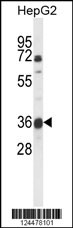 Western blot analysis of MOSC1 Antibody (Center) (Cat. #AP9754c) in HepG2 cell line lysates (35ug/lane). MOSC1 (arrow) was detected using the purified Pab.