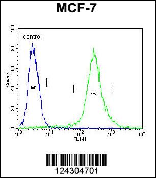 RPS24 Antibody (Center) (Cat. #AP9726c) flow cytometric analysis of MCF-7 cells (right histogram) compared to a negative control cell (left histogram).FITC-conjugated goat-anti-rabbit secondary antibodies were used for the analysis.