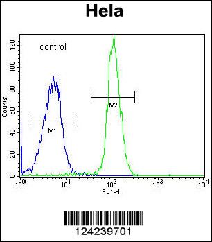 ADPRHL2 Antibody (N-term) (Cat. #AP9723a) flow cytometric analysis of Hela cells (right histogram) compared to a negative control cell (left histogram).FITC-conjugated goat-anti-rabbit secondary antibodies were used for the analysis.