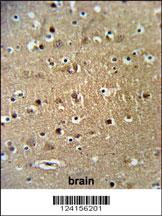FAM40A Antibody (Center) (Cat. #AP9717c) IHC analysis in formalin fixed and paraffin embedded brain tissue followed by peroxidase conjugation of the secondary antibody and DAB staining. This data demonstrates the use of the FAM40A Antibody (Center) for immunohistochemistry. Clinical relevance has not been evaluated.