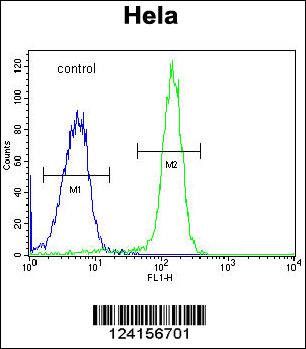 FAM40A Antibody (Center) (Cat. #AP9717c) flow cytometric analysis of Hela cells (right histogram) compared to a negative control cell (left histogram).FITC-conjugated goat-anti-rabbit secondary antibodies were used for the analysis.