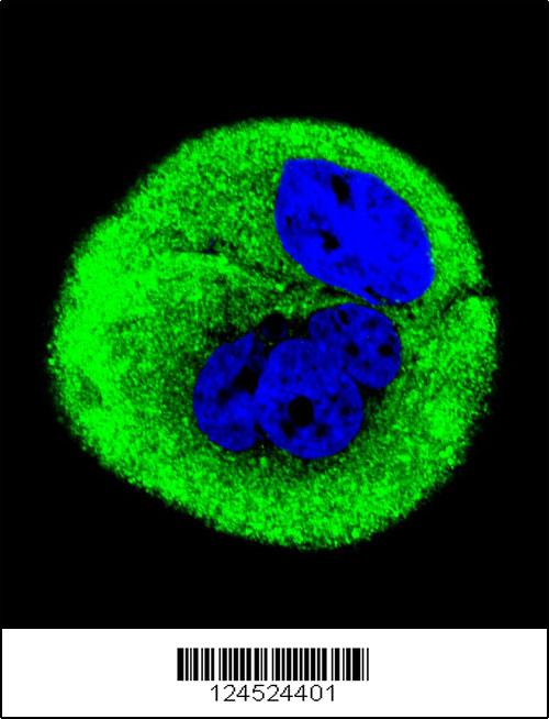 Confocal immunofluorescent analysis of COXI Antibody (Center)(Cat#AP9684c) with MCF-7 cell followed by Alexa Fluor® 488-conjugated goat anti-rabbit lgG (green). DAPI was used to stain the cell nuclear (blue).