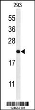 Western blot analysis of MRAP Antibody (N-term) (Cat. #AP9980a) in 293 cell line lysates (35ug/lane). MRAP (arrow) was detected using the purified Pab.