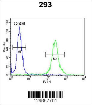 MRAP Antibody (N-term) (Cat. #AP9980a) flow cytometric analysis of 293 cells (right histogram) compared to a negative control cell (left histogram).FITC-conjugated goat-anti-rabbit secondary antibodies were used for the analysis.