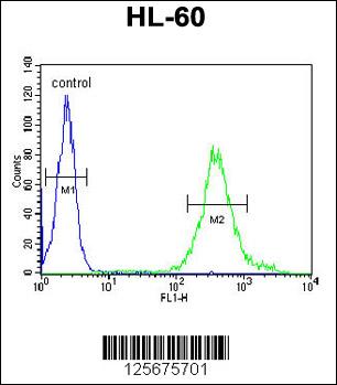 M11D1 Antibody (N-term) (Cat. #AP9974a) flow cytometric analysis of HL-60 cells (right histogram) compared to a negative control cell (left histogram).FITC-conjugated goat-anti-rabbit secondary antibodies were used for the analysis.