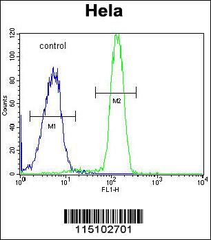 SP5 Antibody (C-term) (Cat. #AP9937b) flow cytometric analysis of Hela cells (right histogram) compared to a negative control cell (left histogram).FITC-conjugated goat-anti-rabbit secondary antibodies were used for the analysis.