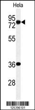 Western blot analysis of INT10 Antibody (C-term) (Cat. #AP9925b) in Hela cell line lysates (35ug/lane). INT10 (arrow) was detected using the purified Pab.