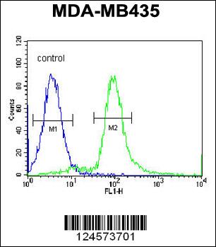 ARHGAP10 Antibody (Center) (Cat. #AP10695b) flow cytometric analysis of MDA-MB435 cells (right histogram) compared to a negative control cell (left histogram).FITC-conjugated goat-anti-rabbit secondary antibodies were used for the analysis.
