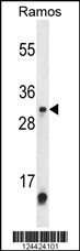 Western blot analysis of METTL1 Antibody (Center) (Cat. #AP9887c) in Ramos cell line lysates (35ug/lane). METTL1 (arrow) was detected using the purified Pab.