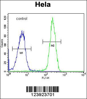 FOXK1 Antibody (C-term) (Cat. #AP9880b) flow cytometric analysis of Hela cells (right histogram) compared to a negative control cell (left histogram).FITC-conjugated goat-anti-rabbit secondary antibodies were used for the analysis.