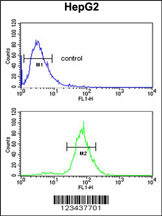 CDH20 Antibody (N-term) (Cat. #AP9870a) flow cytometric analysis of HepG2 cells (bottom histogram) compared to a negative control cell (top histogram).FITC-conjugated goat-anti-rabbit secondary antibodies were used for the analysis.