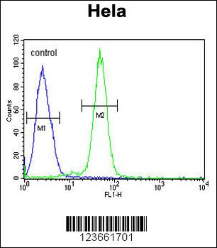 AGXT2 Antibody (C-term) (Cat. #AP9834b) flow cytometric analysis of Hela cells (right histogram) compared to a negative control cell (left histogram).FITC-conjugated goat-anti-rabbit secondary antibodies were used for the analysis.