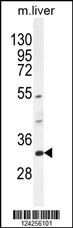 FAM78B Antibody (Center) (Cat. #AP10691c) western blot analysis in mouse liver tissue lysates (35ug/lane).This demonstrates the FAM78B antibody detected the FAM78B protein (arrow).