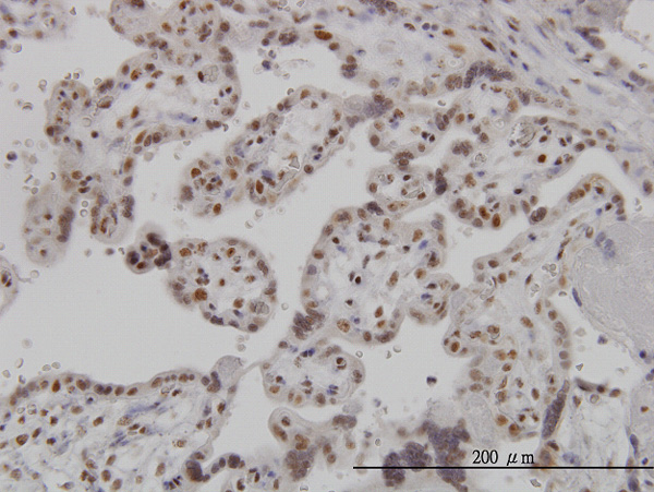 Immunoperoxidase of monoclonal antibody to ARL6IP4 on formalin-fixed paraffin-embedded human placenta. [antibody concentration 3 ug/ml]
