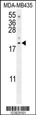 LYRM4 Antibody (Center) (Cat. #AP10681c) western blot analysis in MDA-MB435 cell line lysates (35ug/lane).This demonstrates the LYRM4 antibody detected the LYRM4 protein (arrow).