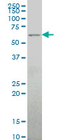 ALG6 monoclonal antibody (M09), clone 2G11 Western Blot analysis of ALG6 expression in Hela S3 NE ( Cat # L013V3 ).