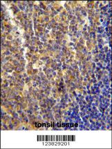 LYRM4 antibody (Center) (Cat. #AP10681c) immunohistochemistry analysis in formalin fixed and paraffin embedded human tonsil tissue followed by peroxidase conjugation of the secondary antibody and DAB staining. This data demonstrates the use of the LYRM4 antibody (Center) for immunohistochemistry. Clinical relevance has not been evaluated.
