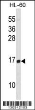 HIST1H2BD Antibody (N-term) (Cat. #AP16578a) western blot analysis in HL-60 cell line lysates (35ug/lane).This demonstrates the HIST1H2BD antibody detected the HIST1H2BD protein (arrow).