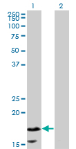 Western Blot analysis of CALML5 expression in transfected 293T cell line by CALML5 monoclonal antibody (M16), clone 2F10.Lane 1: CALML5 transfected lysate(15.9 KDa).Lane 2: Non-transfected lysate.