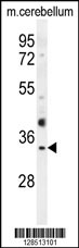 OR51I1 Antibody (C-term) (Cat. #AP10638b) western blot analysis in mouse cerebellum tissue lysates (35ug/lane).This demonstrates the OR51I1 antibody detected the OR51I1 protein (arrow).