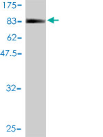 Antibody Reactive Against Recombinant Protein.Western Blot detection against Immunogen (78.21 KDa) . 