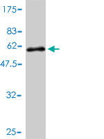 Antibody Reactive Against Recombinant Protein.Western Blot detection against Immunogen (55.22 KDa) . 